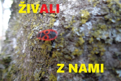 živali z nami