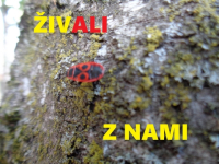 ziv-ali-z-nami